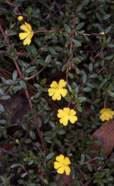 APII jpeg image of Hibbertia empetrifolia subsp. empetrifolia  © contact APII