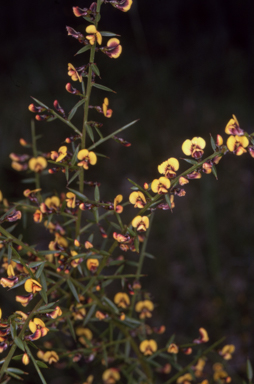 APII jpeg image of Daviesia ulicifolia subsp. ulicifolia  © contact APII