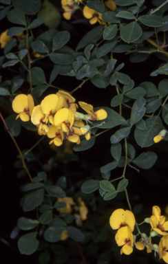 APII jpeg image of Goodia lotifolia  © contact APII