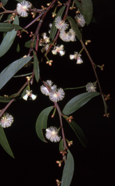 APII jpeg image of Acacia myrtifolia  © contact APII