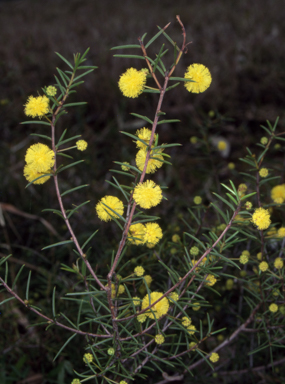 APII jpeg image of Acacia brownii  © contact APII