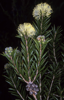 APII jpeg image of Melaleuca capitata  © contact APII