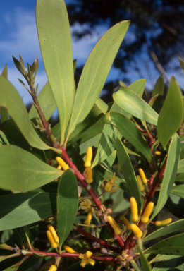 APII jpeg image of Persoonia levis  © contact APII