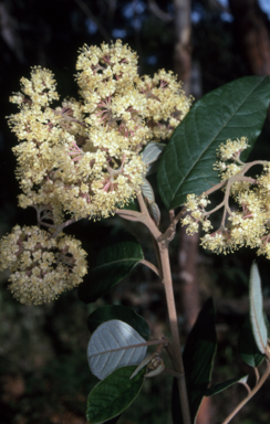 APII jpeg image of Pomaderris intermedia  © contact APII
