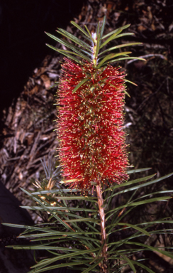 APII jpeg image of Callistemon linearis  © contact APII