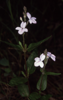 APII jpeg image of Pseuderanthemum variabile  © contact APII