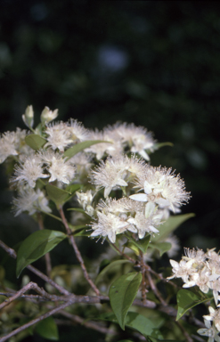 APII jpeg image of Backhousia myrtifolia  © contact APII