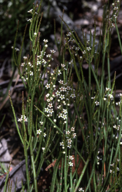 APII jpeg image of Choretrum pauciflorum  © contact APII