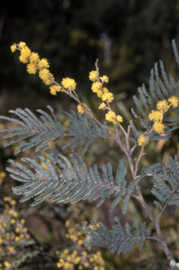 APII jpeg image of Acacia dealbata subsp. subalpina  © contact APII