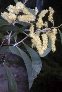 APII jpeg image of Acacia georgensis  © contact APII