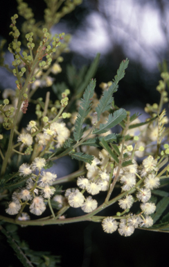 APII jpeg image of Acacia irrorata subsp. irrorata  © contact APII