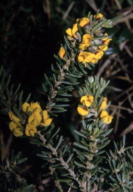 APII jpeg image of Aotus ericoides  © contact APII