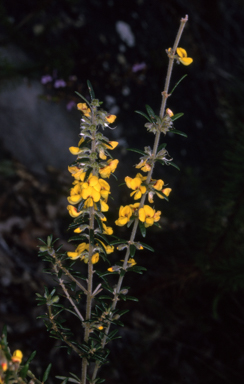 APII jpeg image of Aotus ericoides  © contact APII