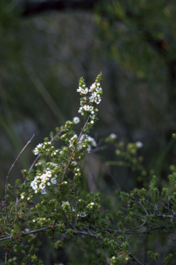 APII jpeg image of Baeckea brevifolia  © contact APII