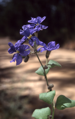 APII jpeg image of Dampiera purpurea  © contact APII