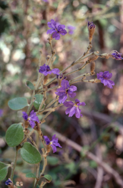 APII jpeg image of Dampiera purpurea  © contact APII