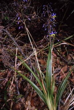 APII jpeg image of Dianella caerulea var. caerulea  © contact APII
