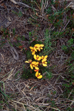 APII jpeg image of Dillwynia prostrata  © contact APII