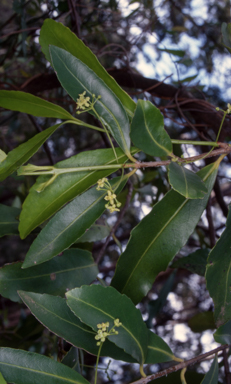 APII jpeg image of Elaeodendron australe var. australe  © contact APII