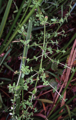 APII jpeg image of Galium leiocarpum  © contact APII