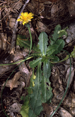 APII jpeg image of Hypochaeris radicata  © contact APII
