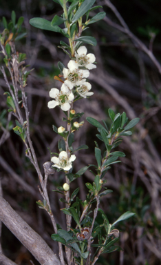 APII jpeg image of Leptospermum emarginatum  © contact APII