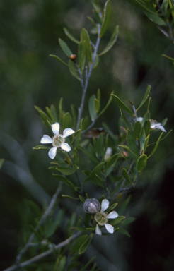 APII jpeg image of Leptospermum sejunctum  © contact APII