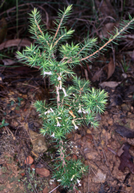 APII jpeg image of Styphelia sieberi  © contact APII