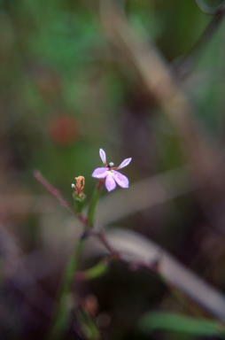 APII jpeg image of Lobelia anceps  © contact APII