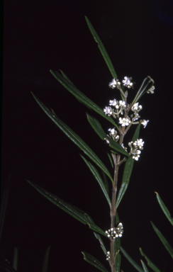 APII jpeg image of Logania albiflora  © contact APII
