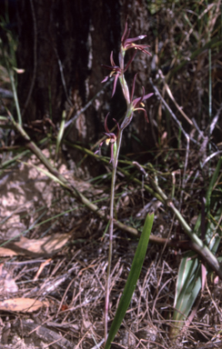APII jpeg image of Lyperanthus suaveolens  © contact APII