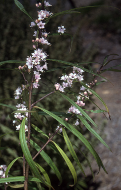 APII jpeg image of Myoporum bateae  © contact APII