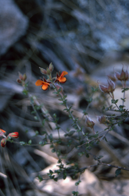 APII jpeg image of Oxylobium cordifolium  © contact APII