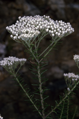 APII jpeg image of Ozothamnus diosmifolius  © contact APII