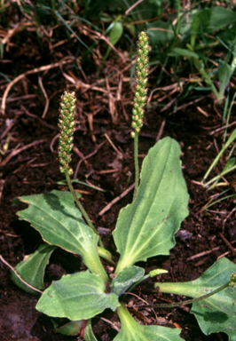 APII jpeg image of Plantago major  © contact APII