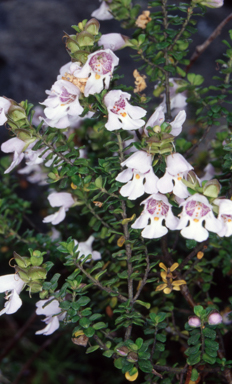 APII jpeg image of Prostanthera cuneata  © contact APII