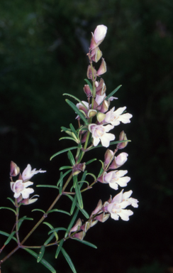 APII jpeg image of Prostanthera nivea  © contact APII