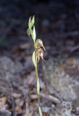 APII jpeg image of Pterostylis calceolus  © contact APII