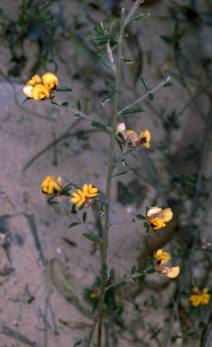 APII jpeg image of Pultenaea linophylla  © contact APII