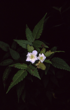 APII jpeg image of Rubus rosifolius var. rosifolius  © contact APII