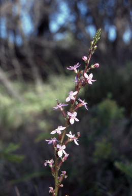 APII jpeg image of Stylidium graminifolium  © contact APII
