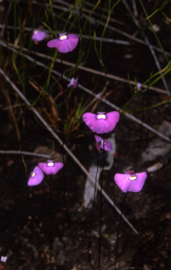 APII jpeg image of Utricularia uniflora  © contact APII