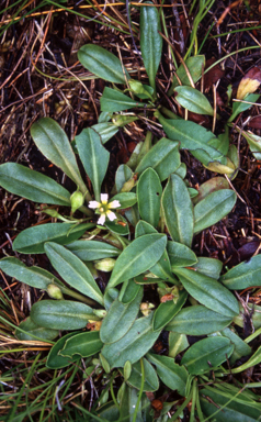 APII jpeg image of Goodenia montana  © contact APII