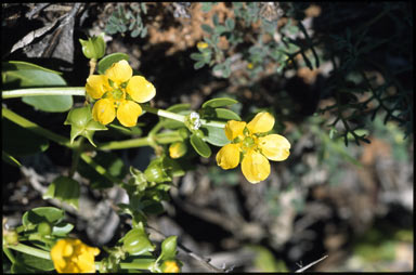 APII jpeg image of Roepera apiculata  © contact APII