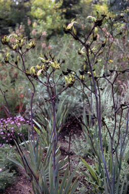 APII jpeg image of Macropedia fuliginosa  © contact APII