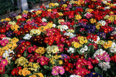 APII jpeg image of Polyanthus 'Festival'  © contact APII