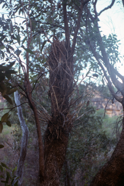 APII jpeg image of Dendrobium affine  © contact APII