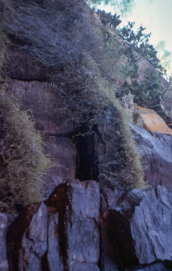 APII jpeg image of Micraira dunlopii  © contact APII