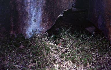 APII jpeg image of Micraira dunlopii  © contact APII