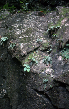 APII jpeg image of Boea  © contact APII